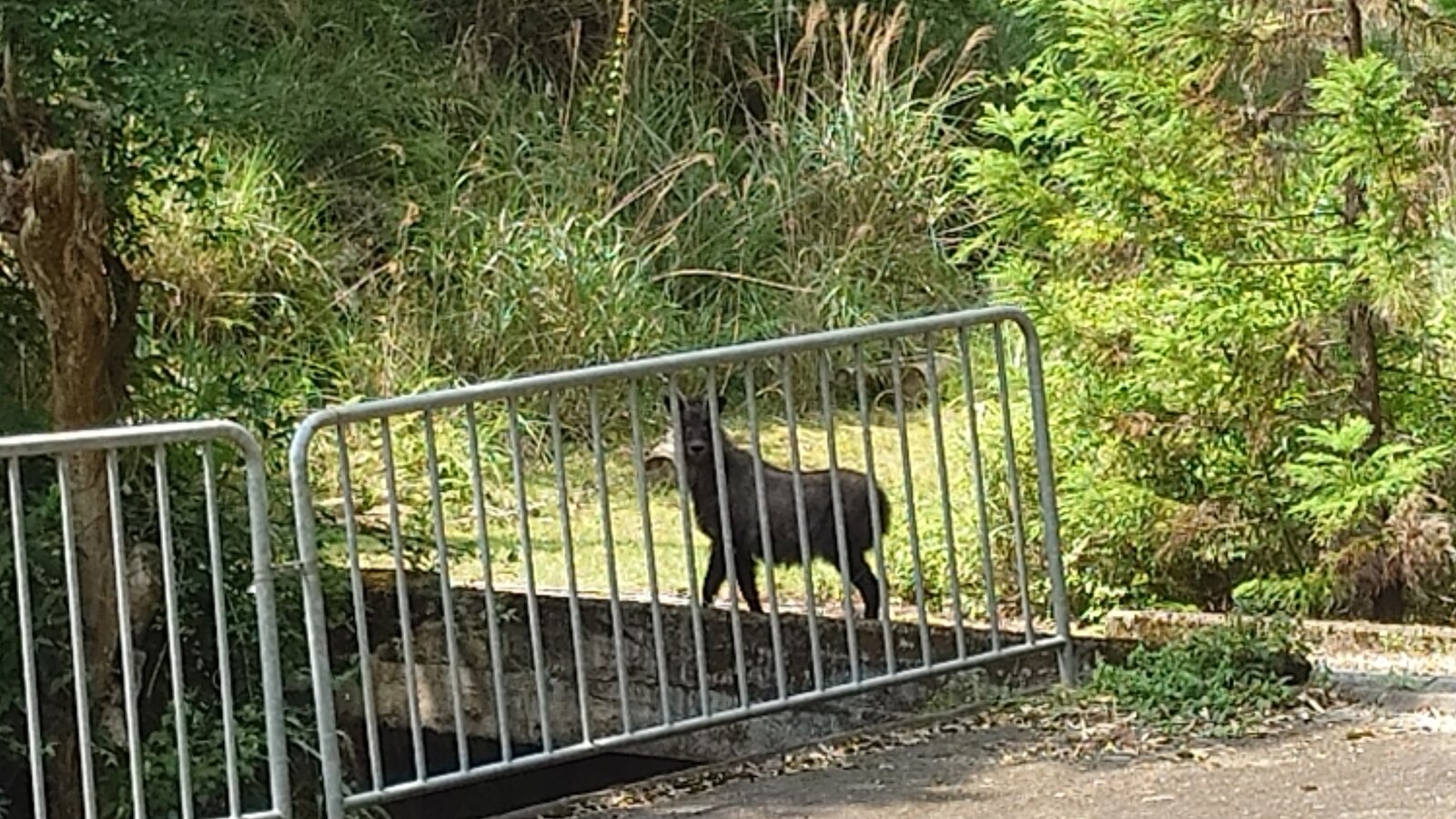 カモシカ — Japanese serow near Guest House Kurotaki