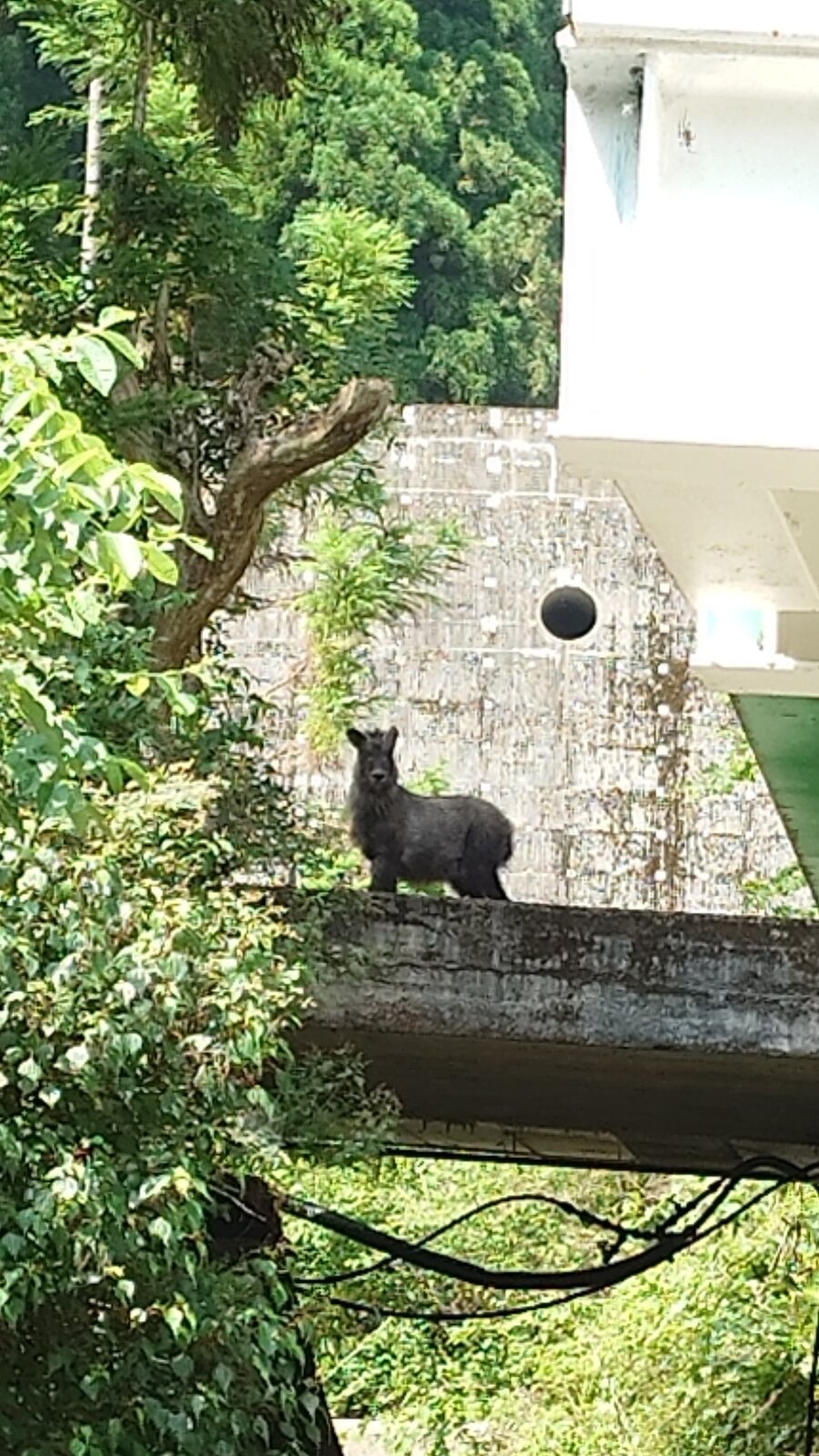 カモシカ — Japanese serow spotted near Kurotaki